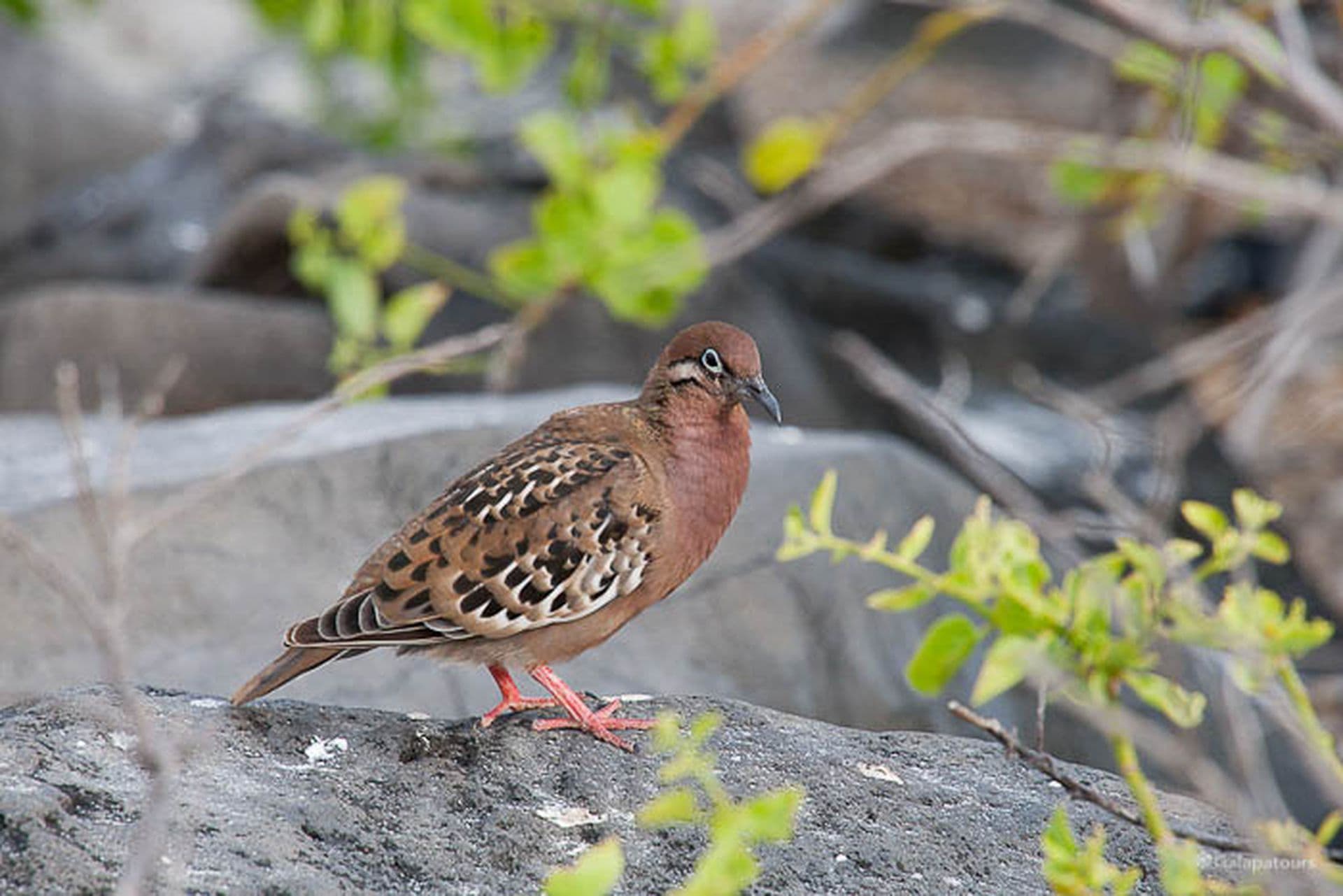 Galapagos Dove