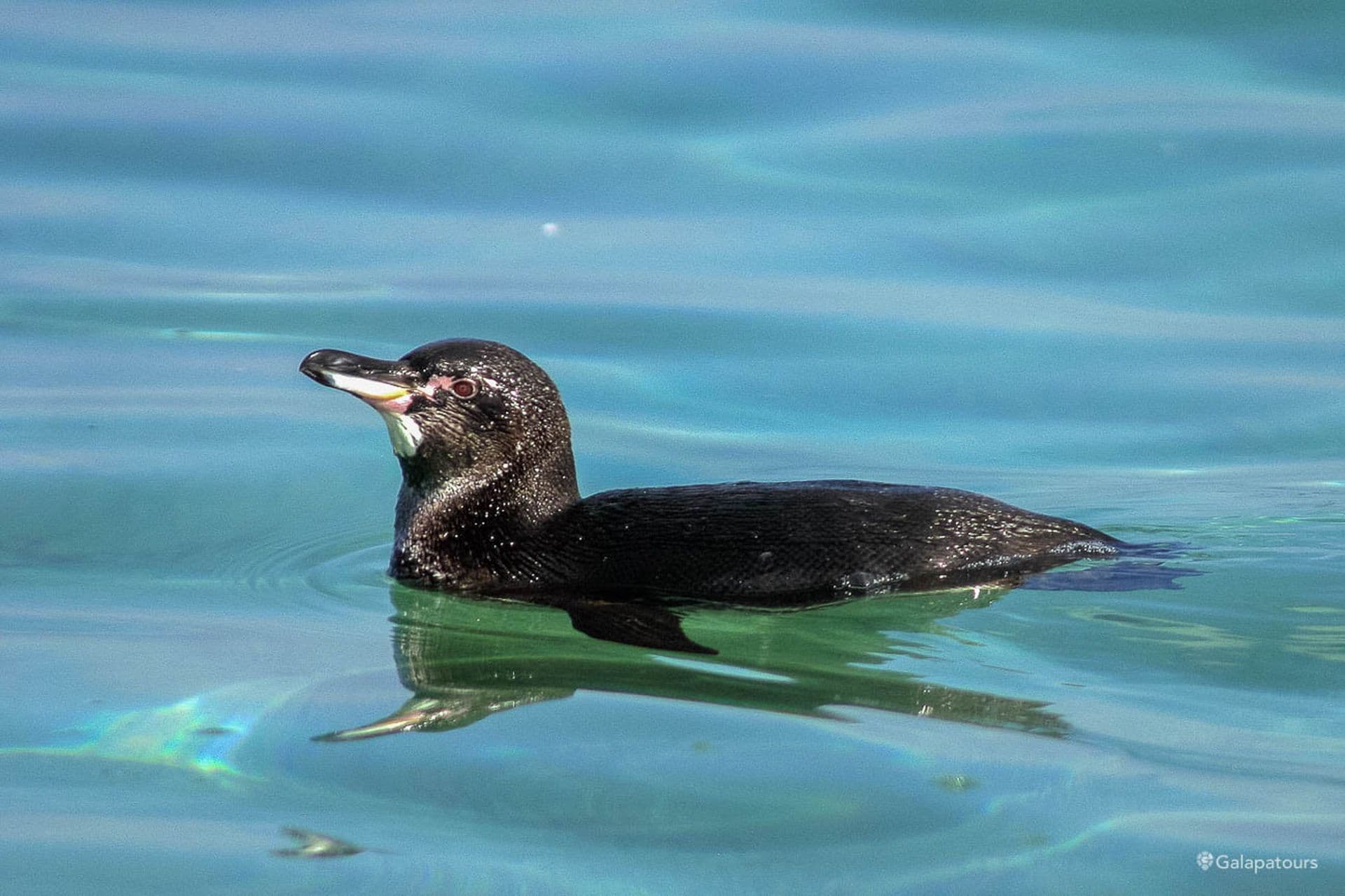 Galapagos Penguin