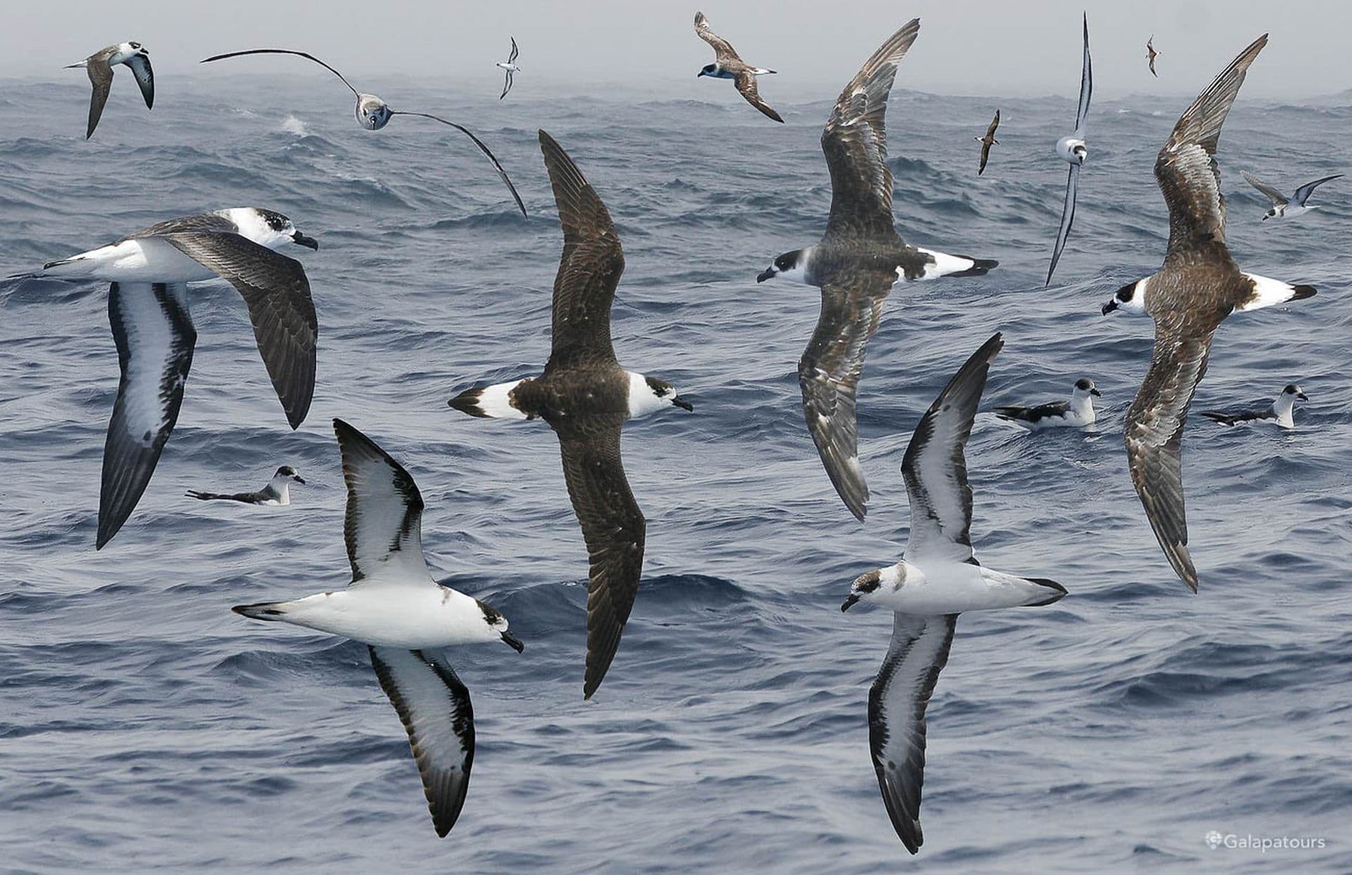 Galapagos Petrel