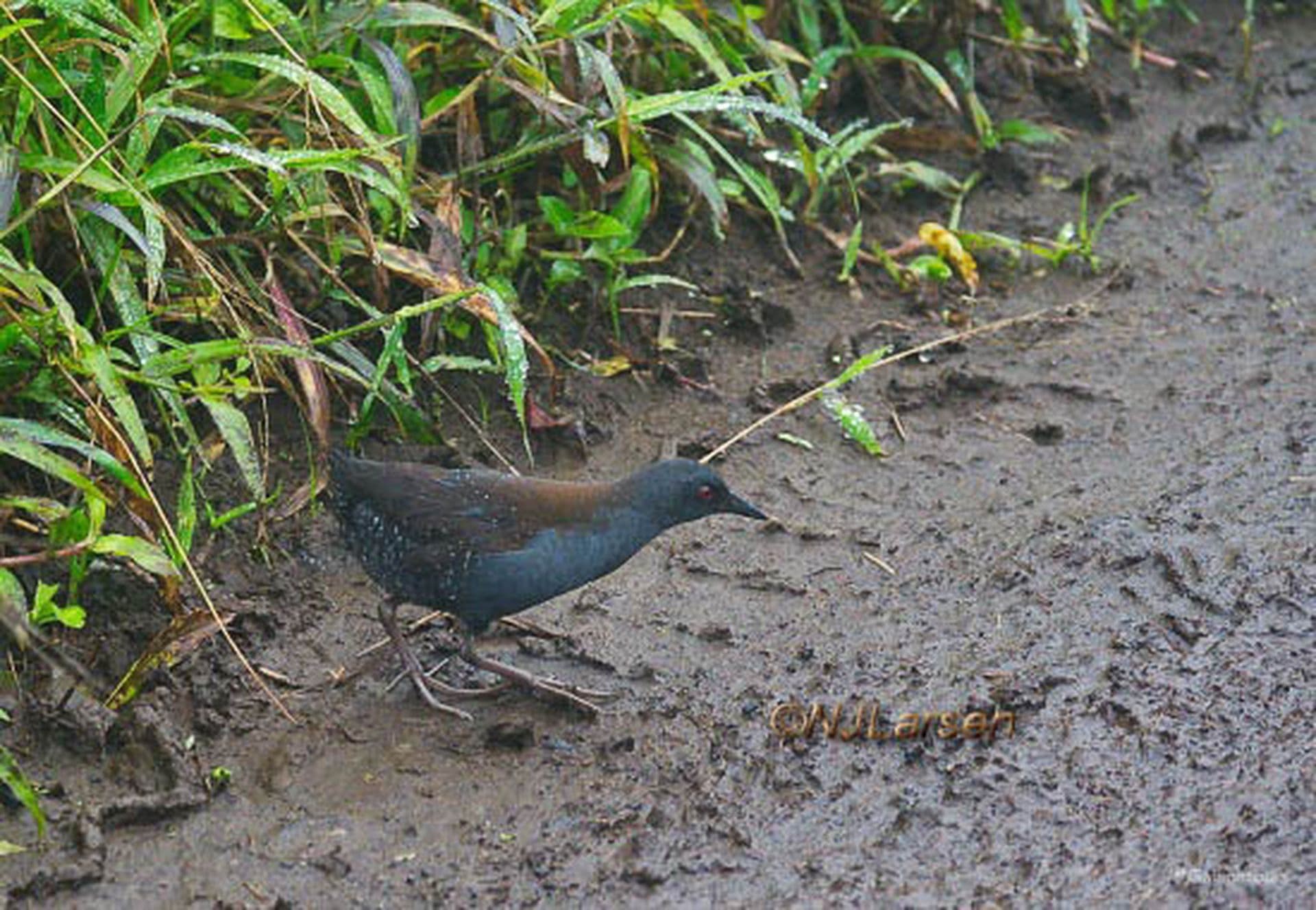 Galapagos Rail