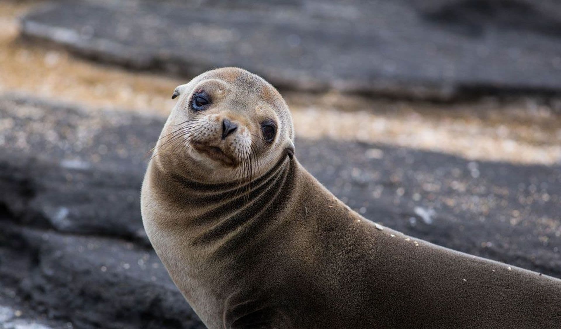 Galapagos Fur Seal