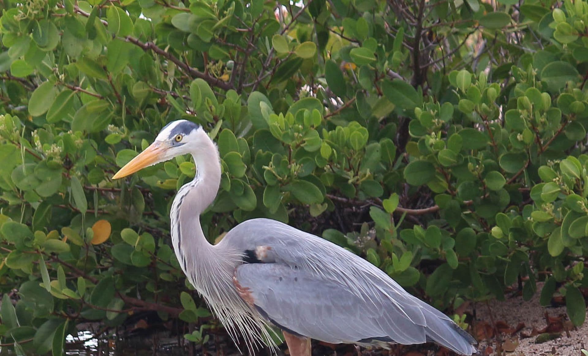 Great Blue Heron