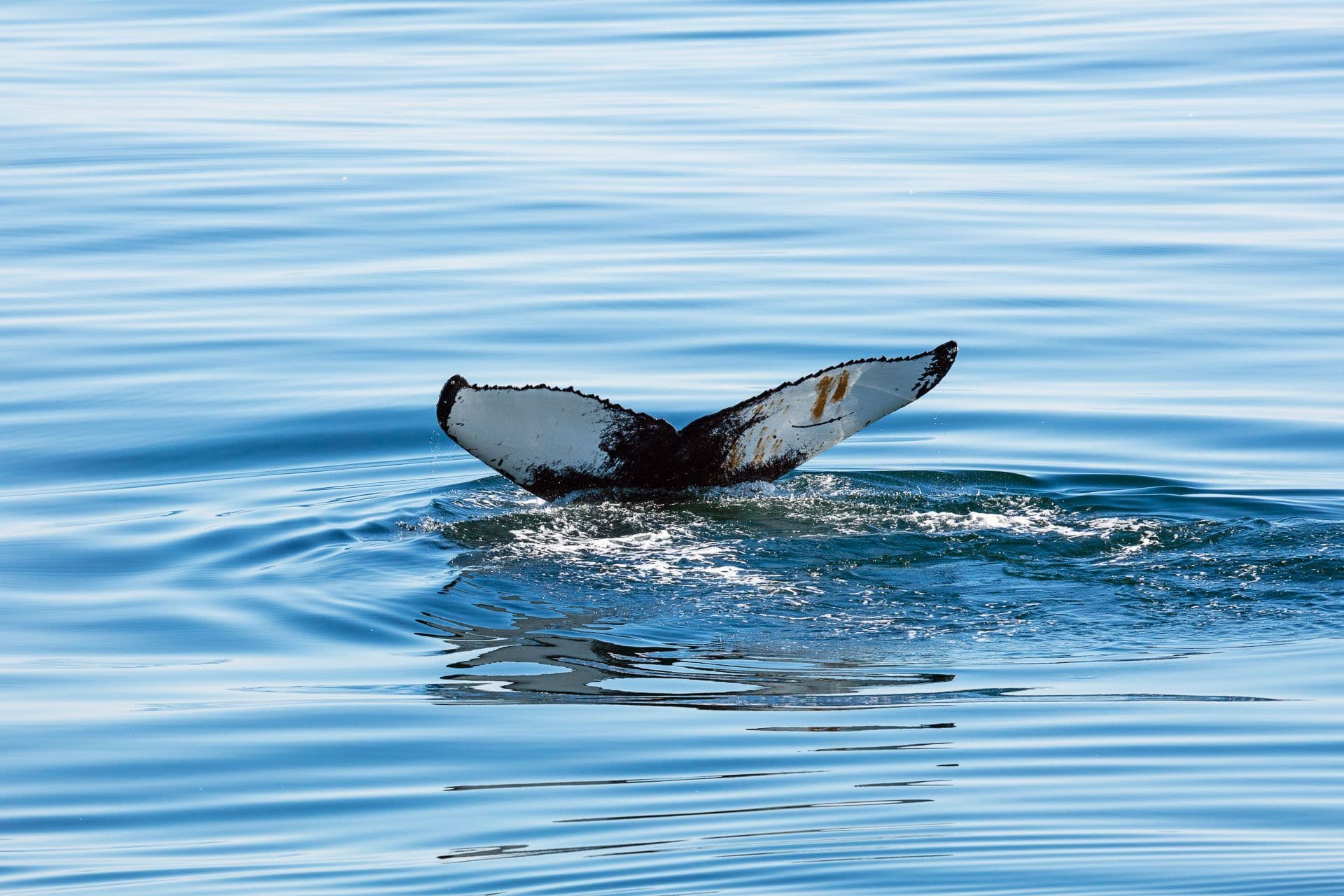 Ballena, or Whale Bay