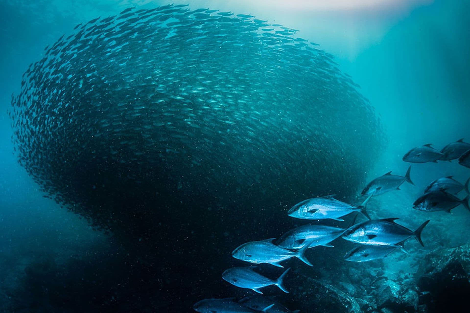 Mosquera Diving Point