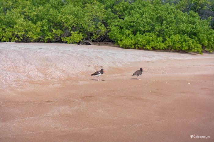 American Oystercatcher