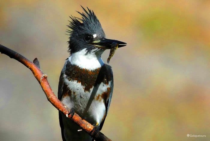 Belted Kingfisher