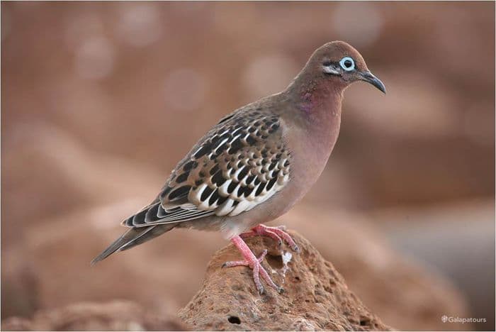 Galapagos Dove