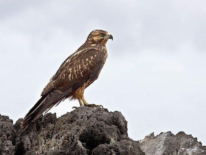 Galapagos Hawk