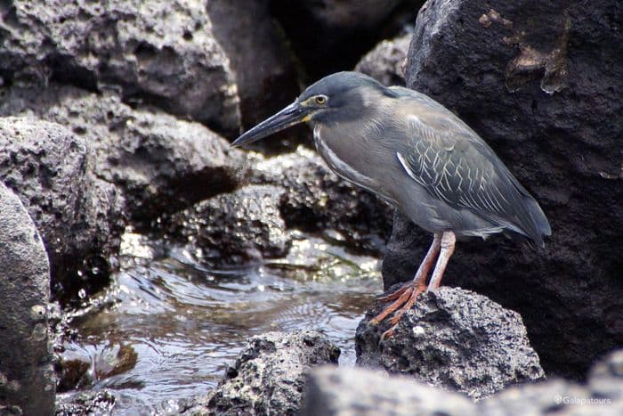 Galapagos Lava Heron