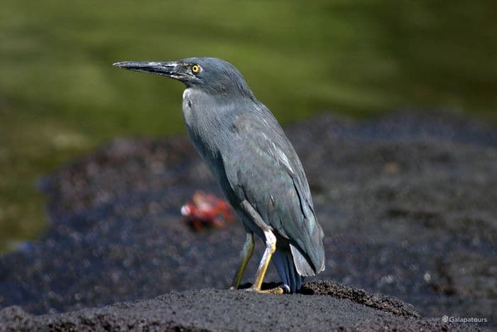 Galapagos Lava Heron