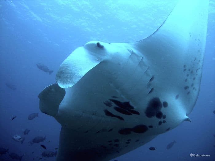 Mobula Rays