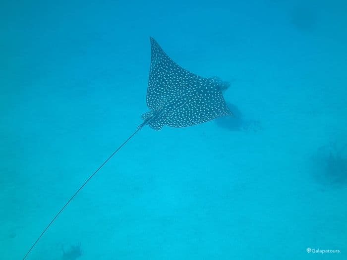 Galapagos Sting Rays