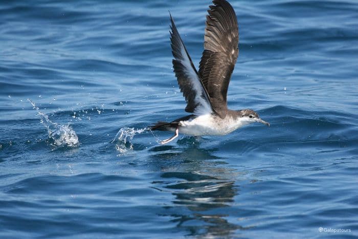 Galapagos Shearwater