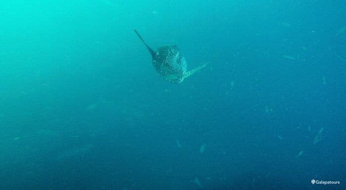 Sunfish