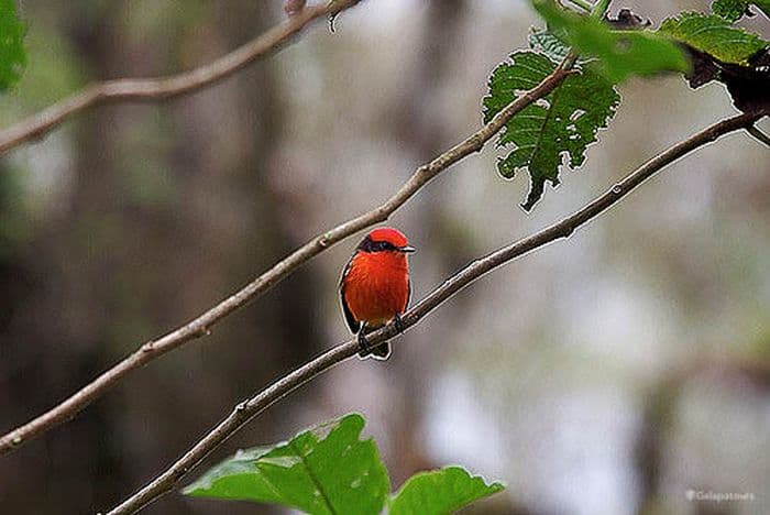 Vermilion Flycatcher