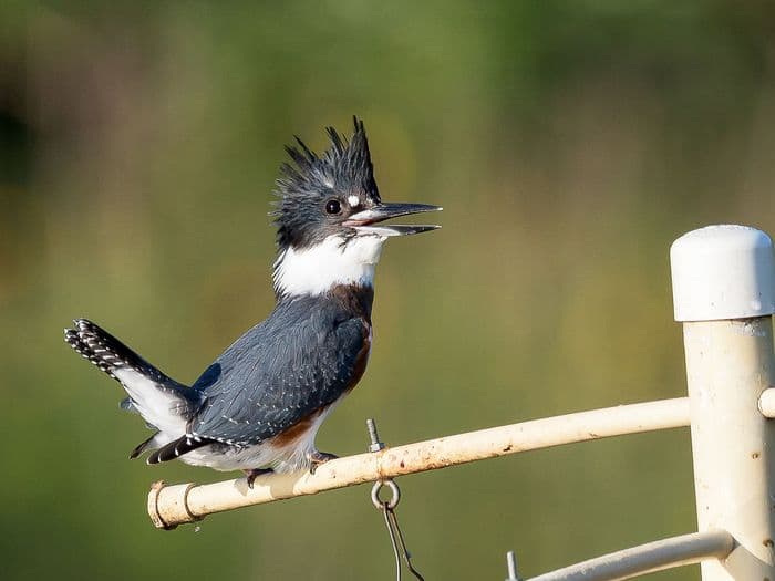 Belted Kingfisher