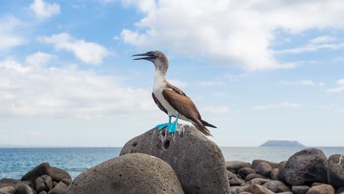 Blue-Footed Booby