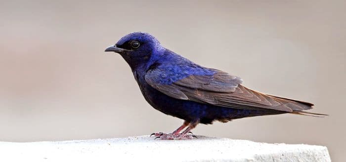 Galapagos Martin