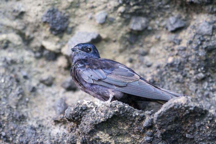 Galapagos Martin