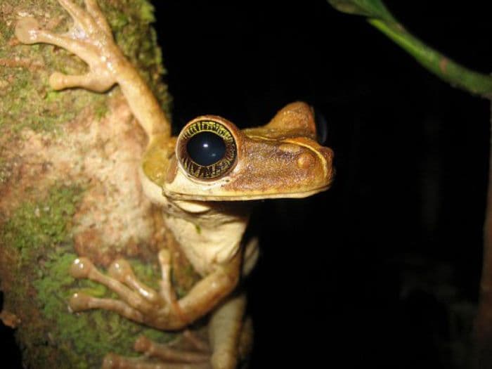 Amazon tree frog