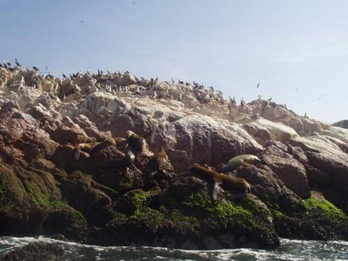 Die unglaubliche Tierwelt der Ballestas-Inseln