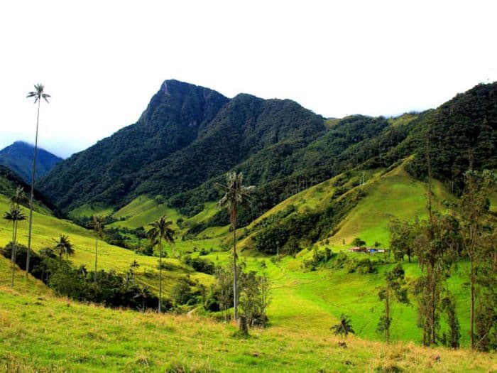 cocora valley, colombia