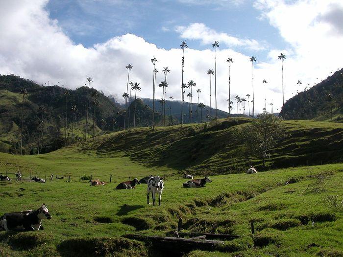 Valle de Cocora