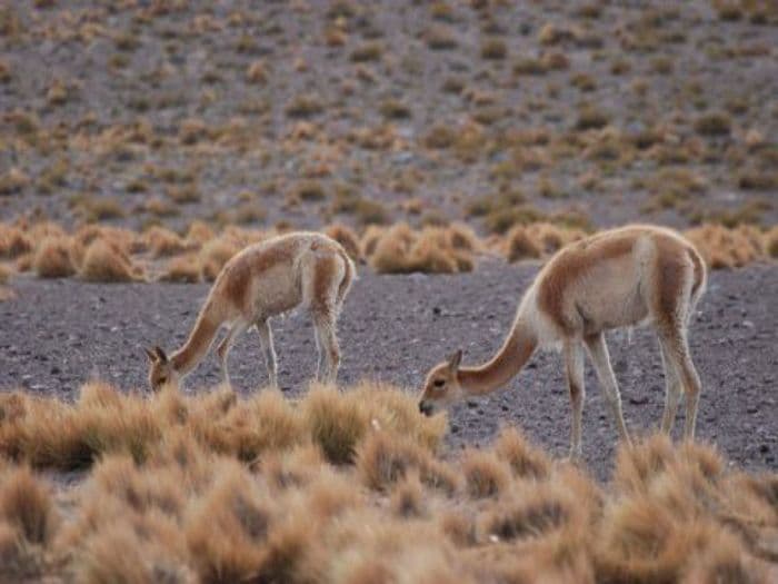 Vicunas